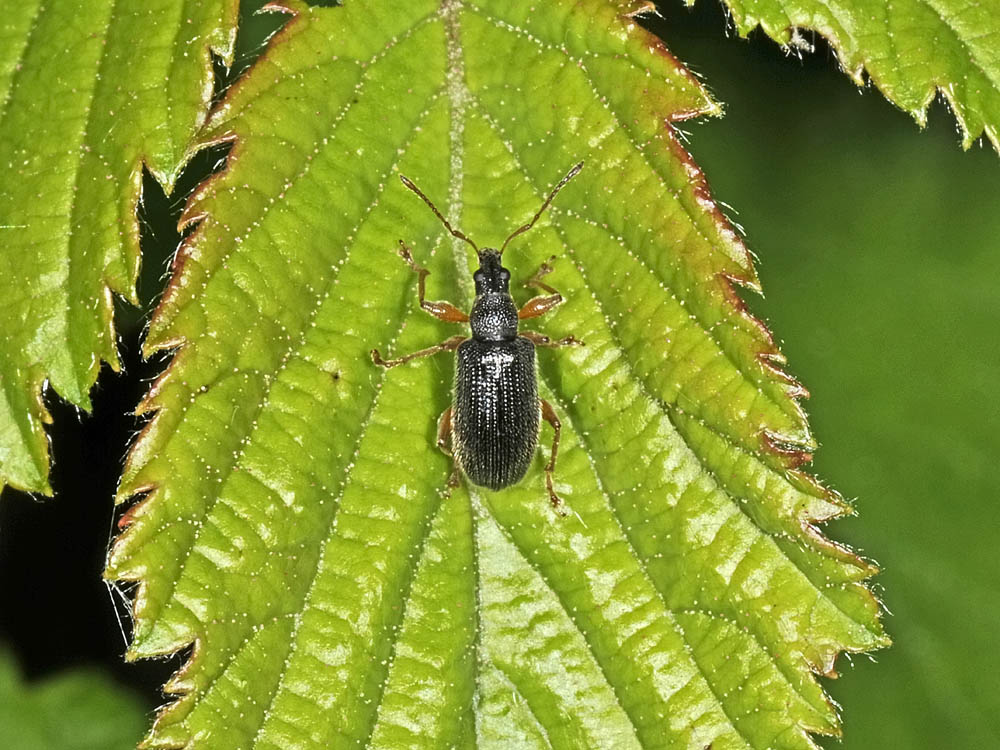 Phyllobius oblongus? (Curculionidae)